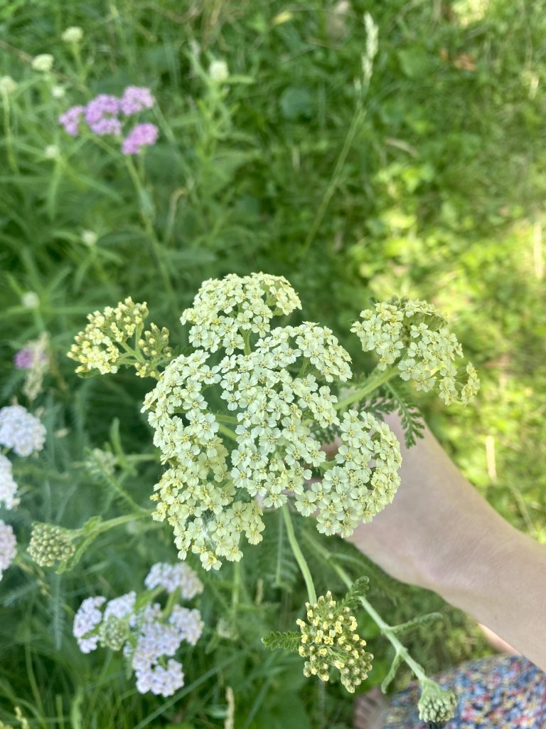 yellow yarrow