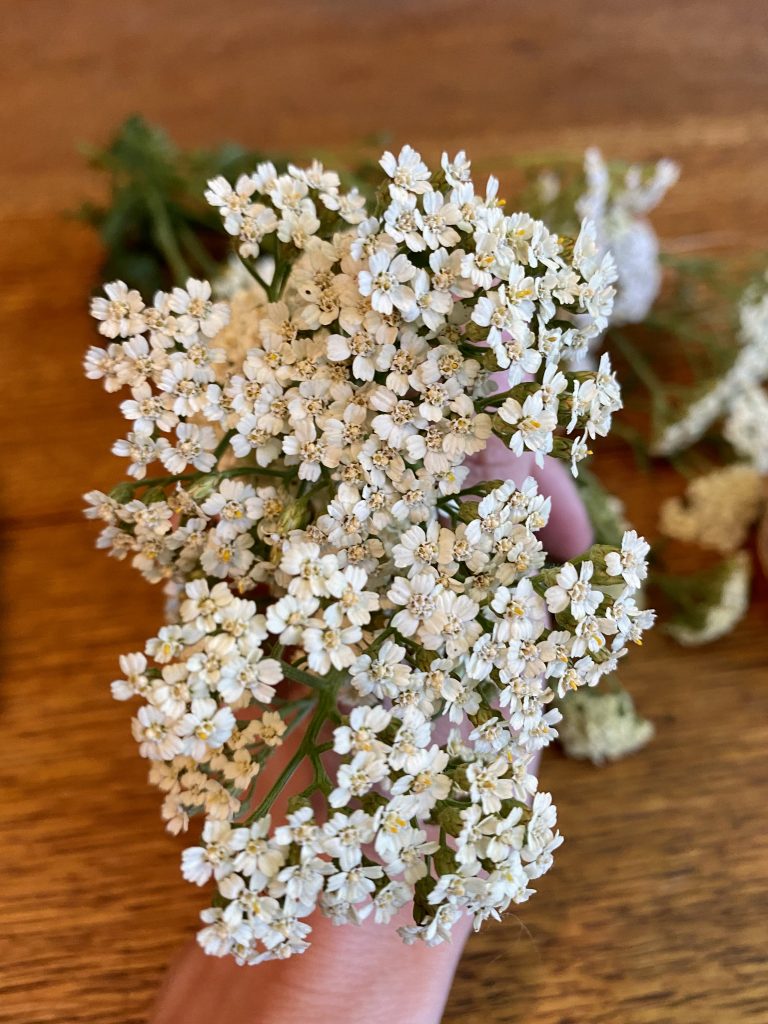 white yarrow