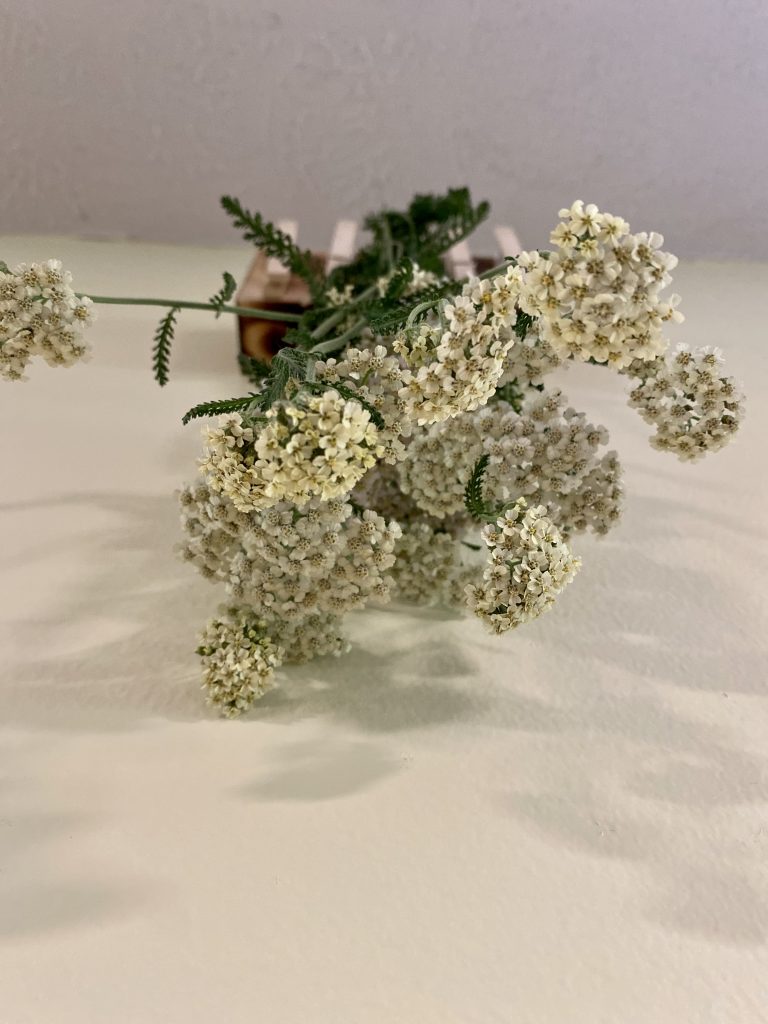 hanging bouquet of white medicinal yarrow to dry