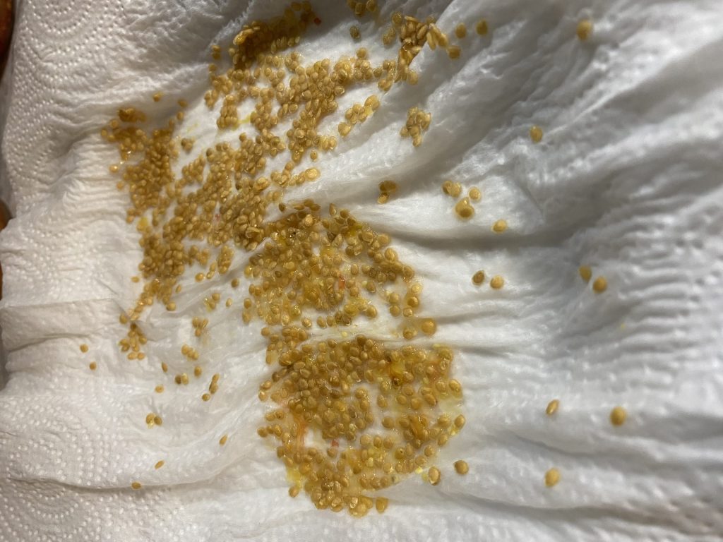 Tomato seeds on a paper towel drying