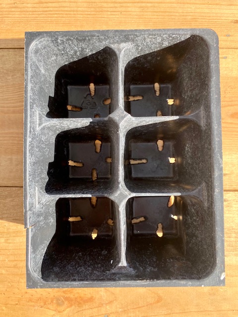 6 pack pot for seed starting