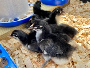 black copper marans