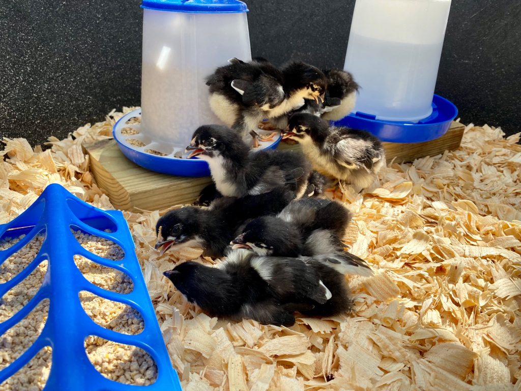 raising chickens black copper marans