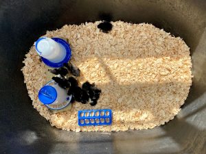 chicks with food and water