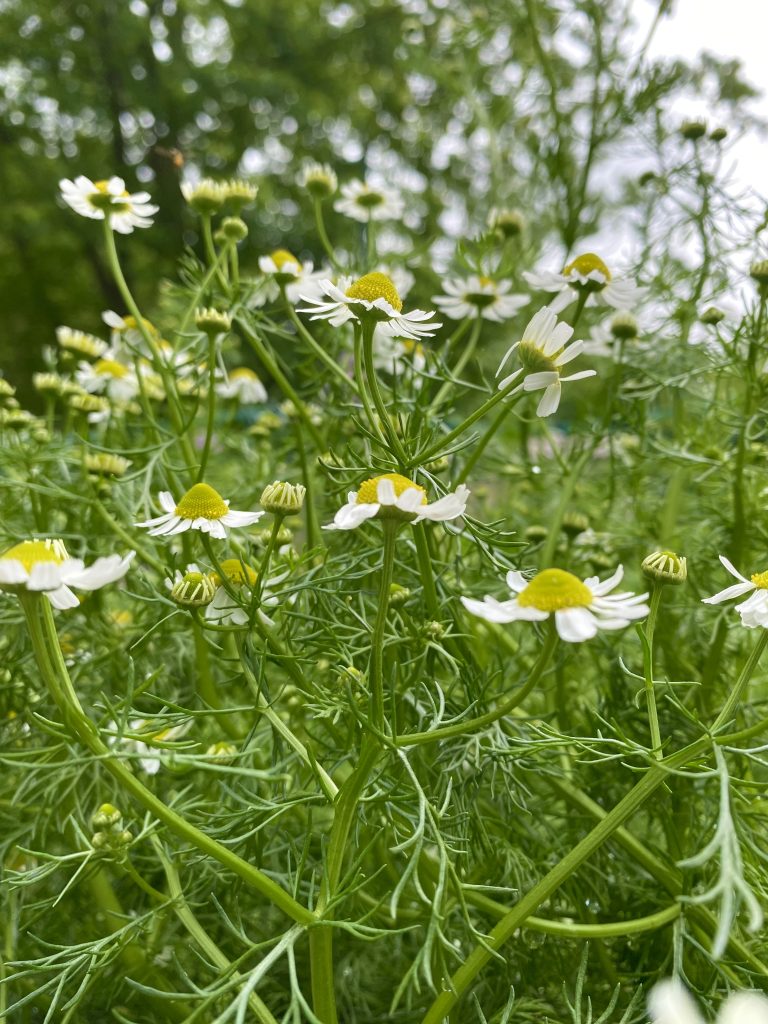 german chamomile