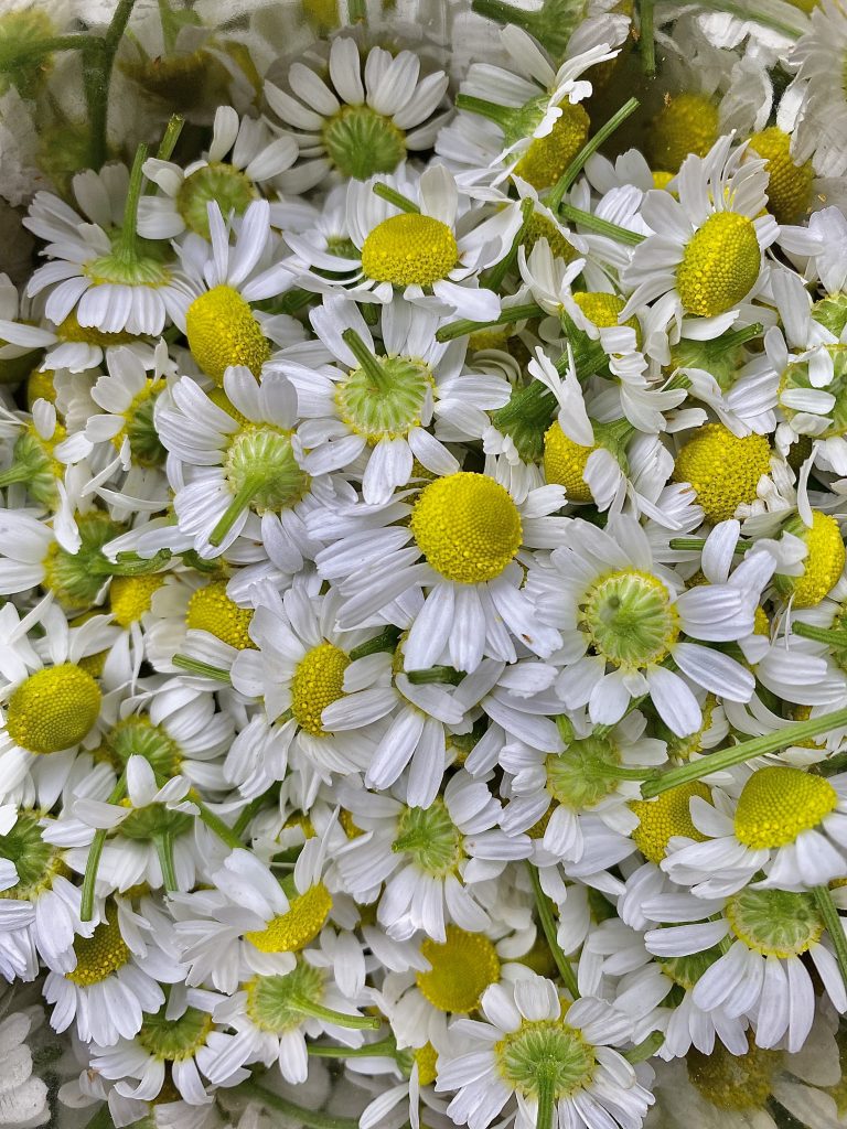german chamomile