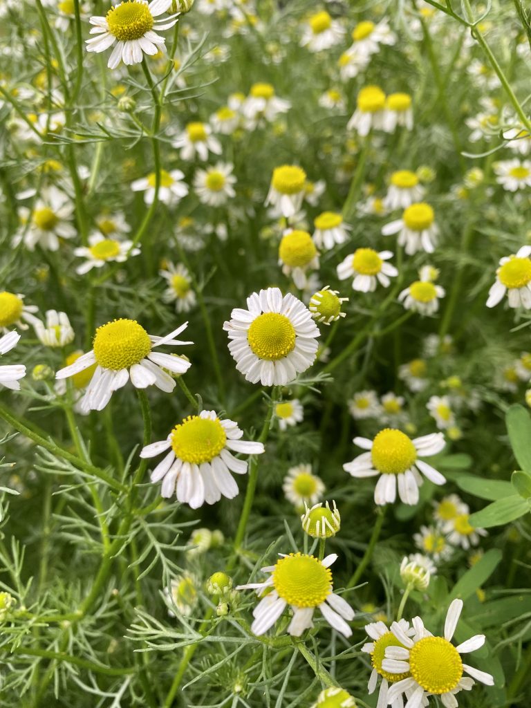 german chamomile