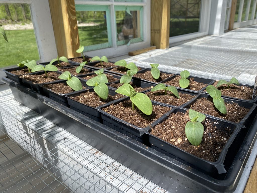 up potting cucumber seedlings