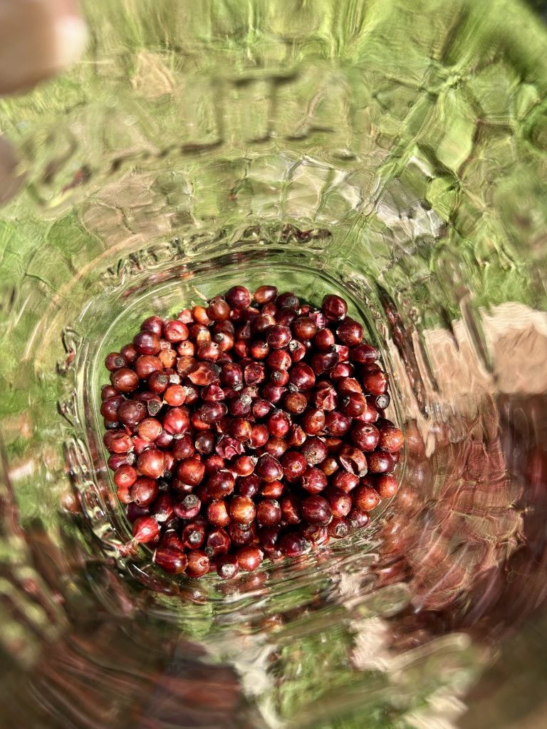 rose hips in jar