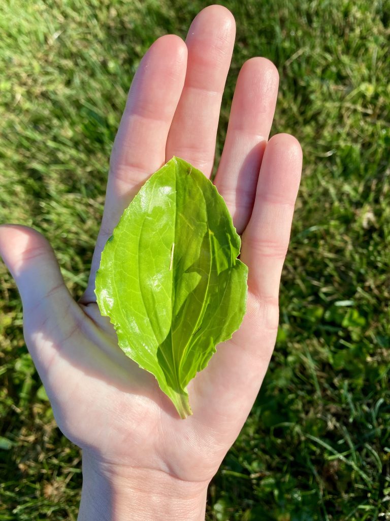 broadleaf plantain