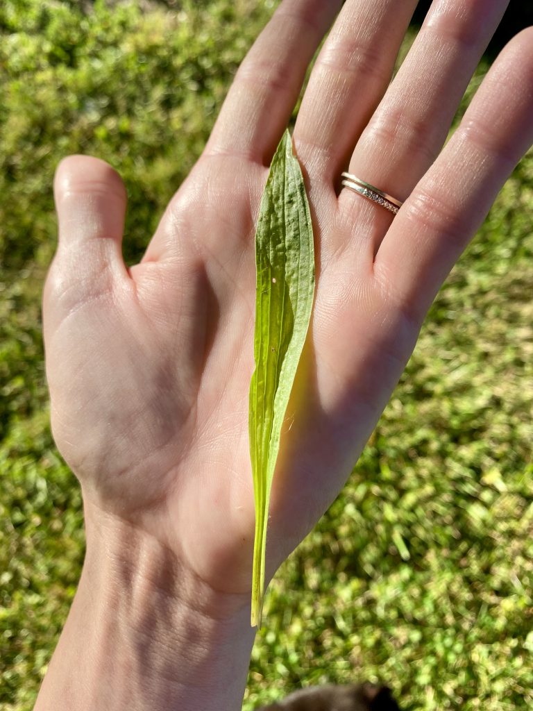 narrow leaf plantain
