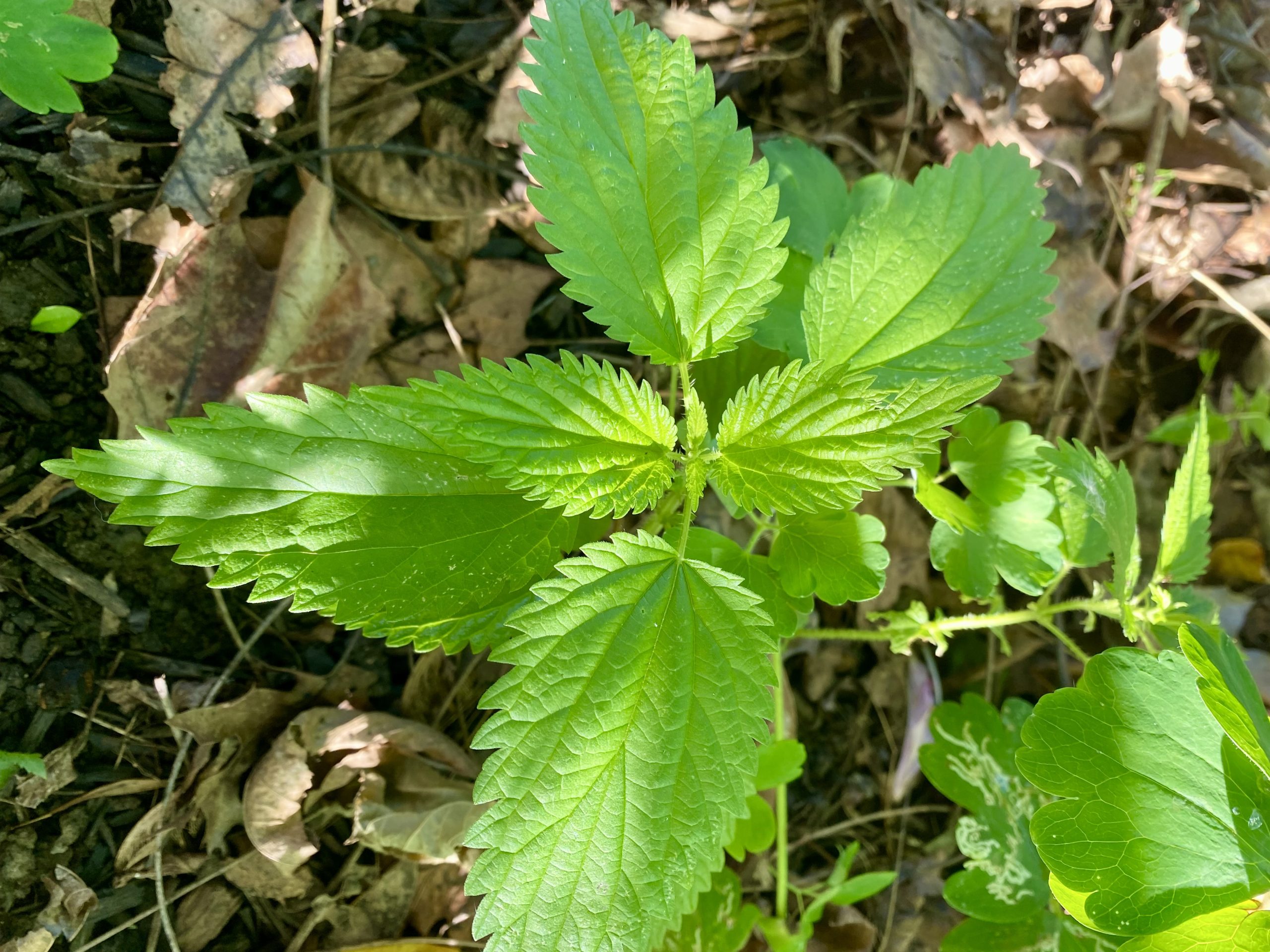 stinging nettle