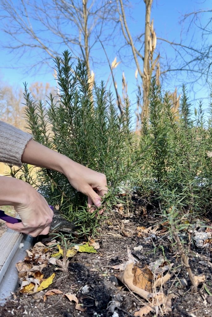 harvesting rosemary