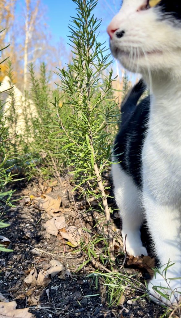cat in rosemary bed