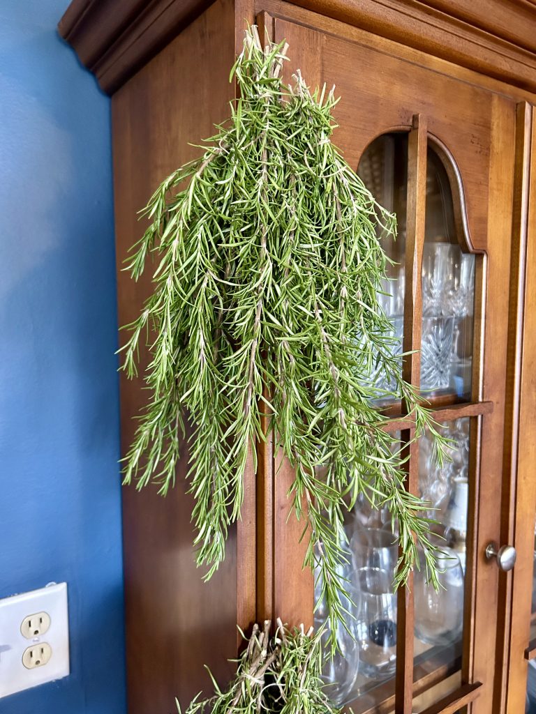 hanging rosemary to dry