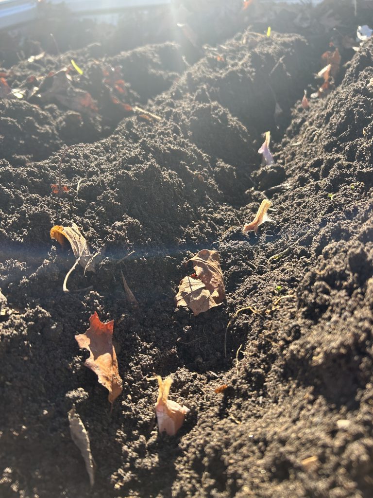 garlic cloves in soil