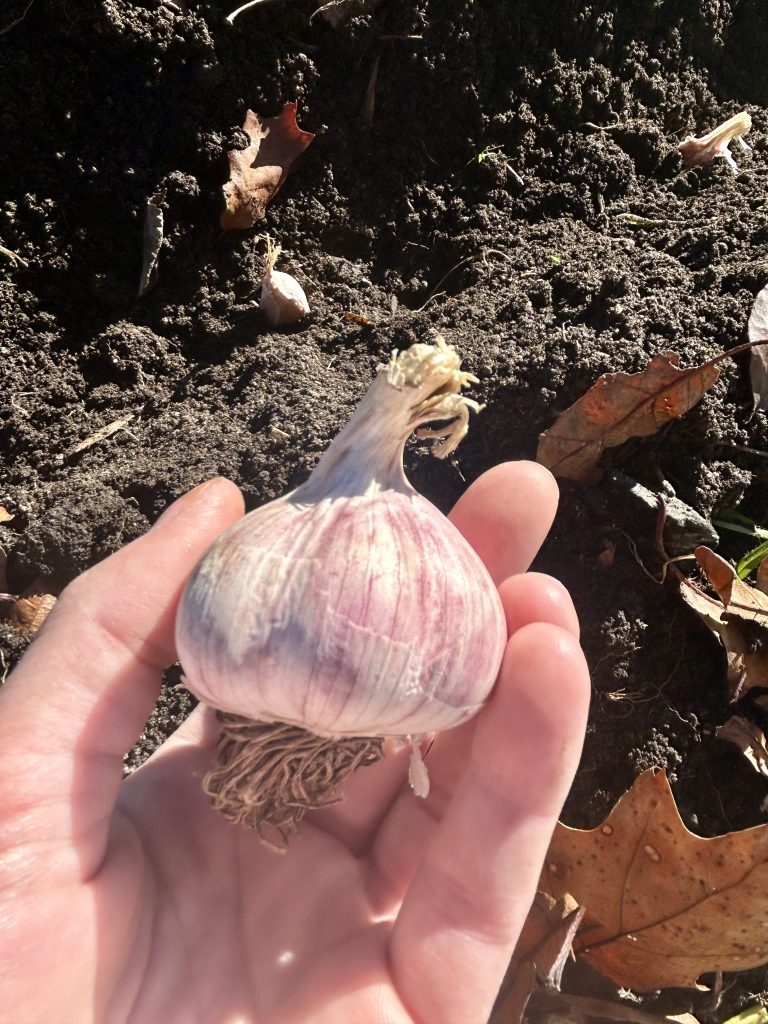 garlic bulb