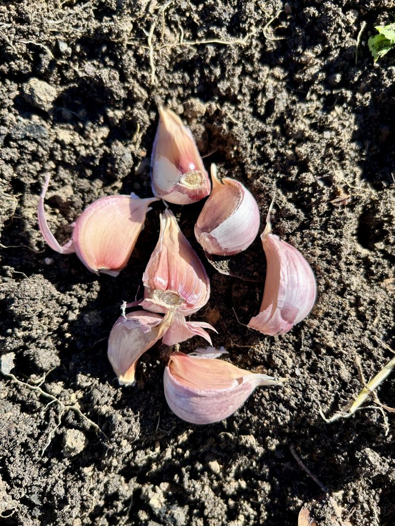planting garlic cloves