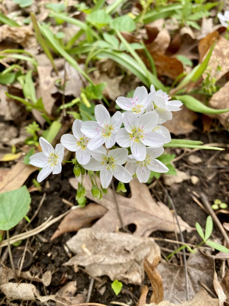 spring beauty foraging