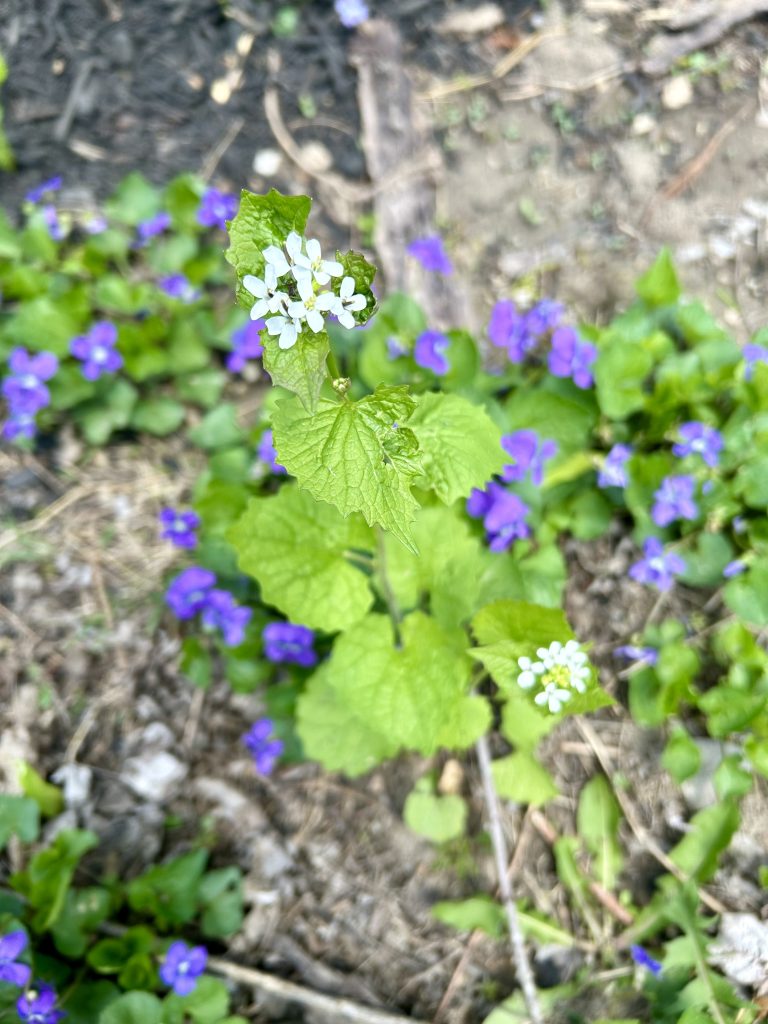 garlic mustard foraging