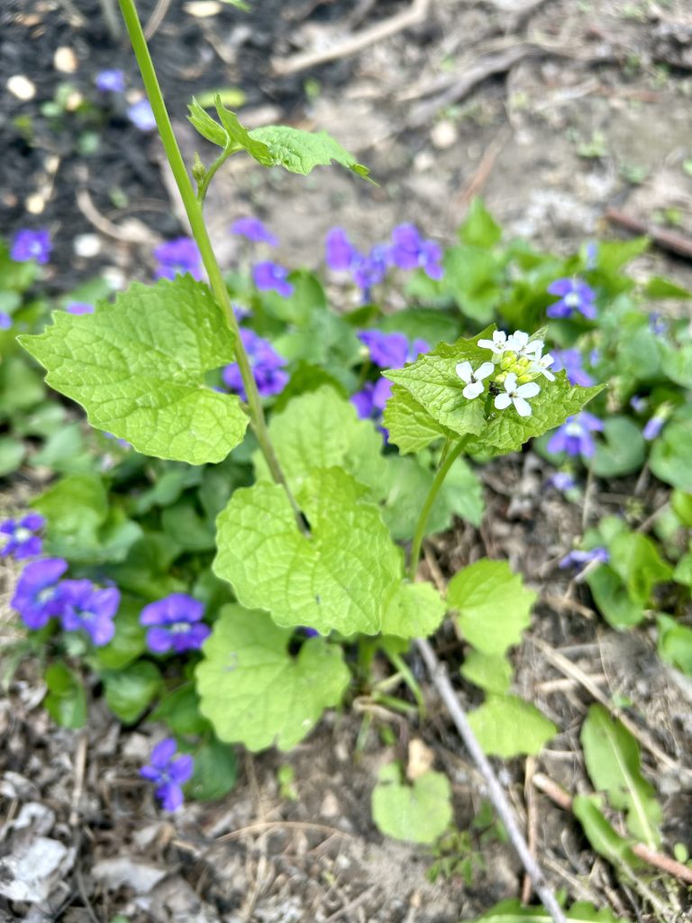 garlic mustard foraging in spring