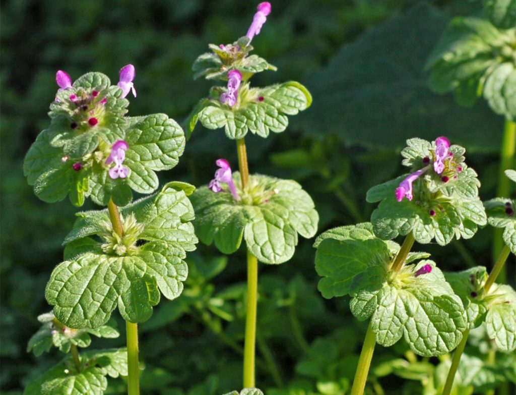 henbit spring foraging
