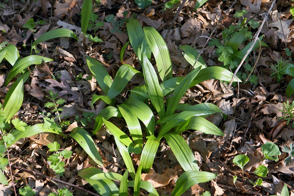 ramps spring foraging
