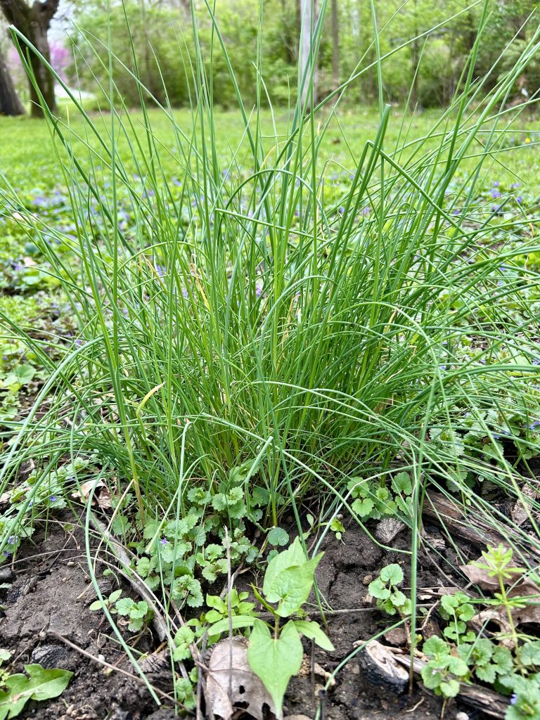wild onion spring foraging