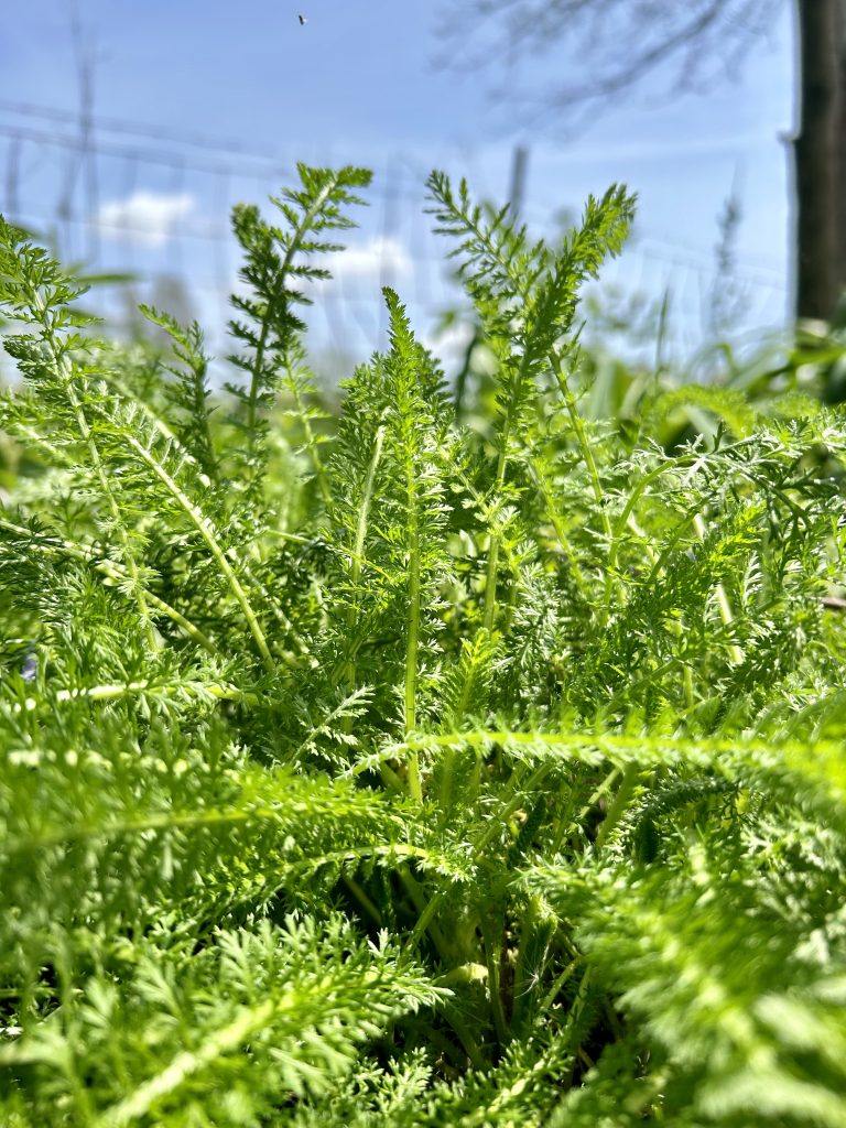 yarrow
