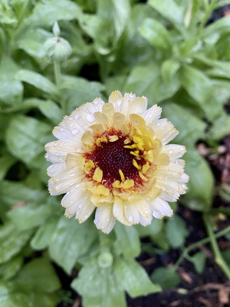 snow princess calendula