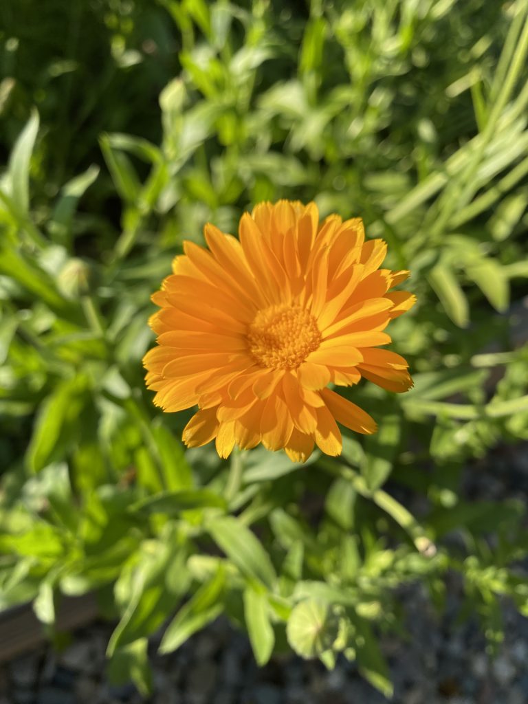 orange calendula