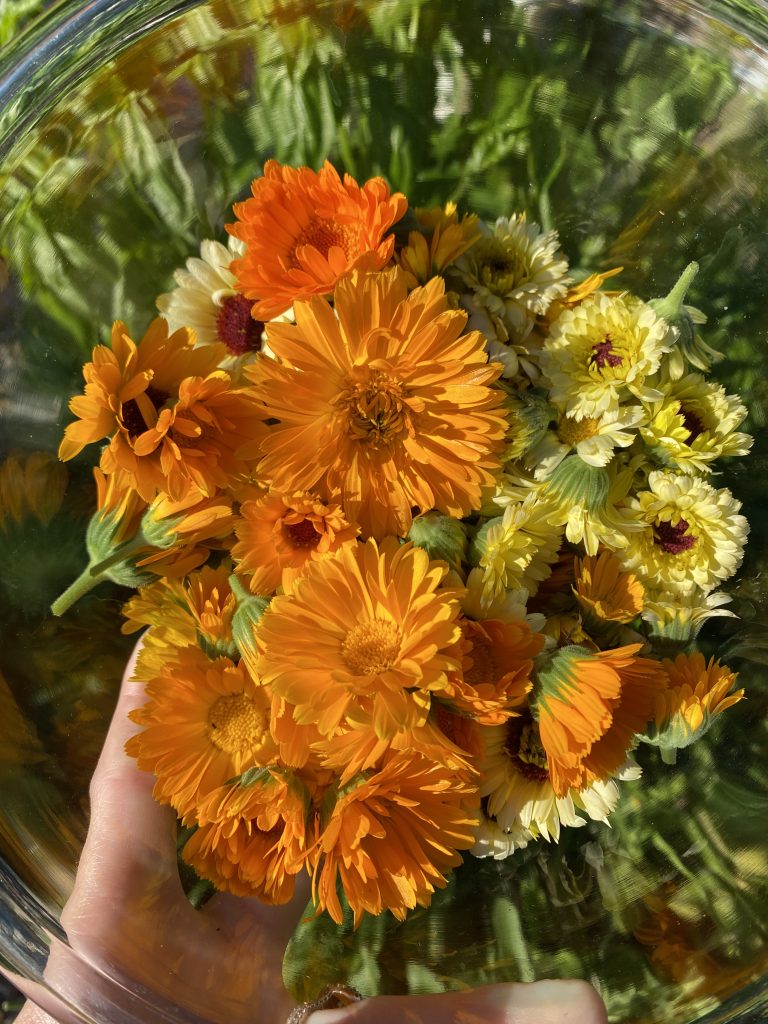small calendula harvest