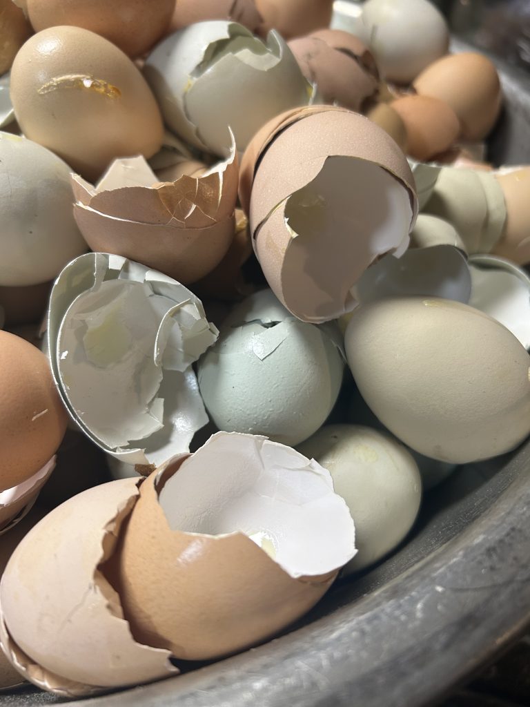 egg shells