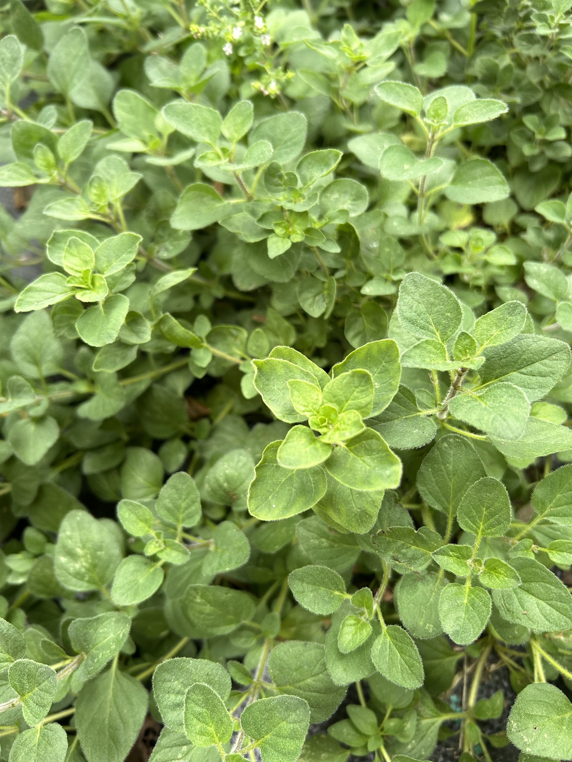 oregano