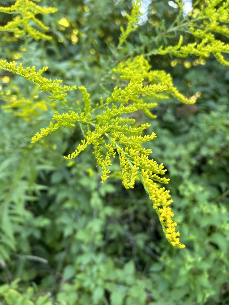 goldenrod