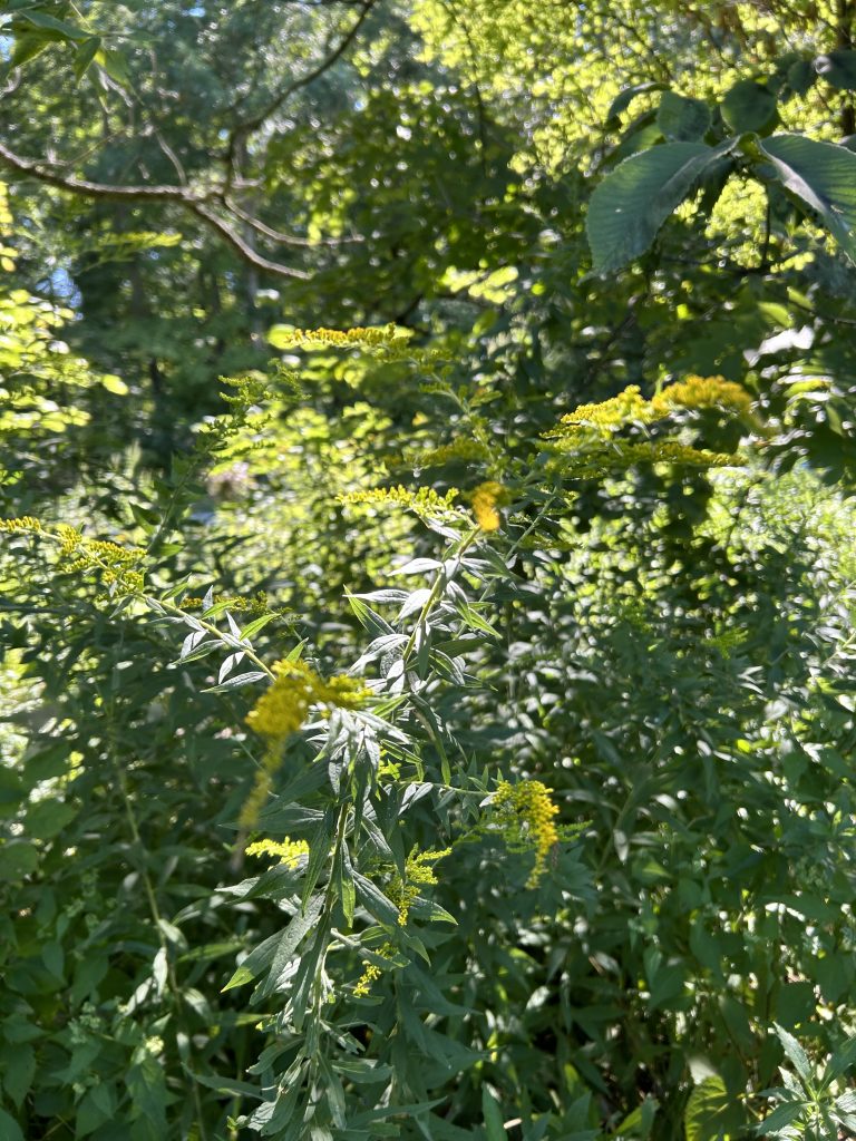goldenrod
