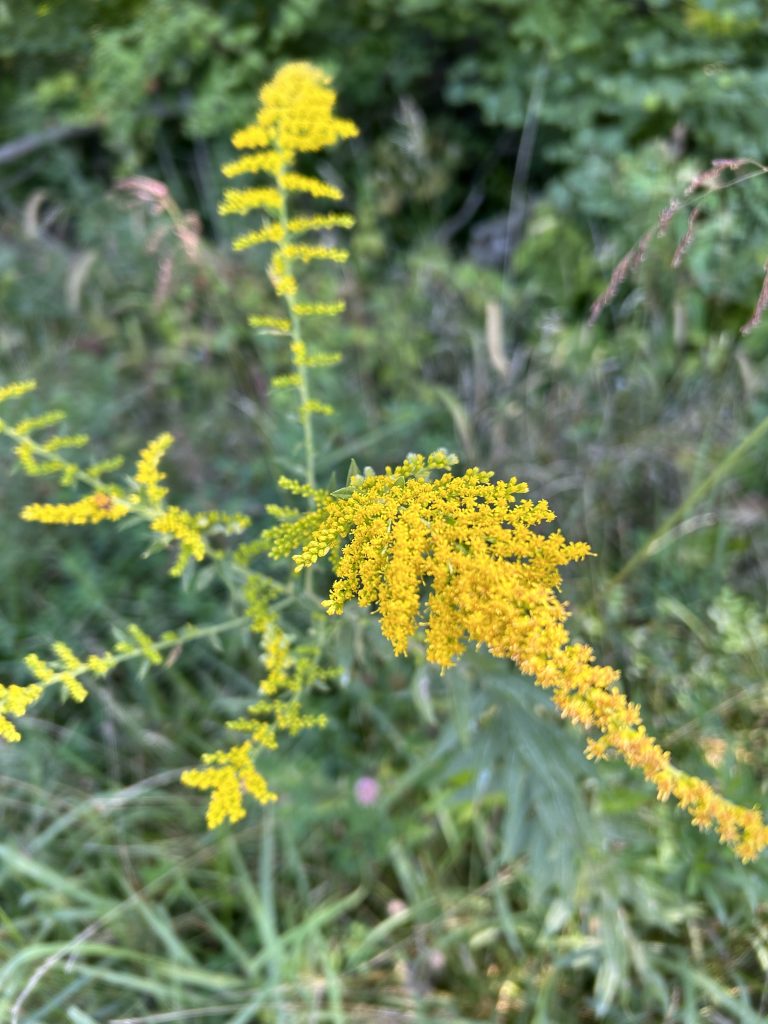 goldenrod