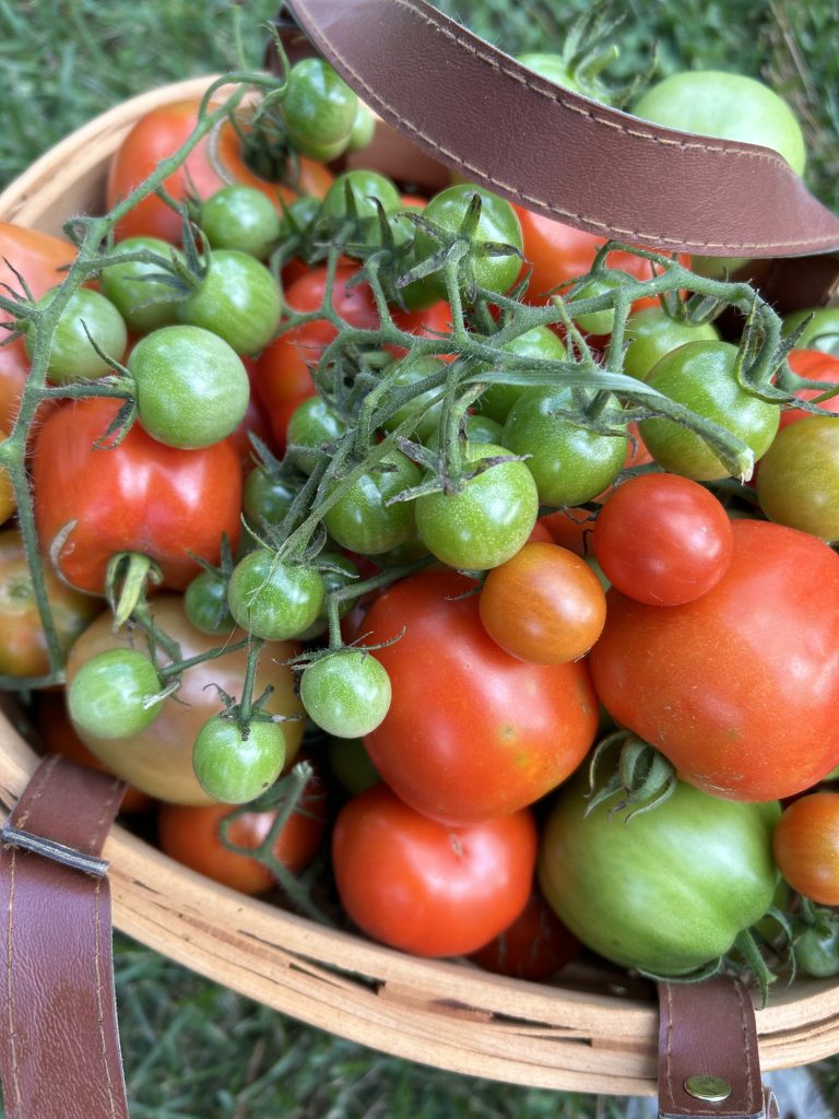 tomato