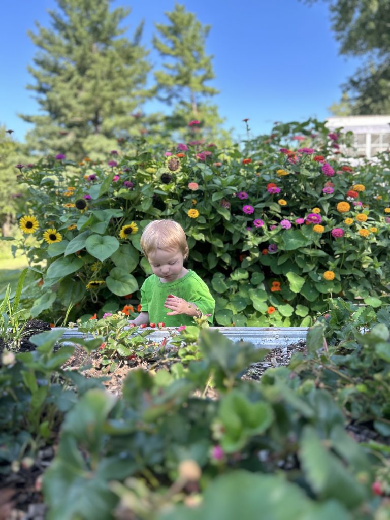 saving zinnia seeds