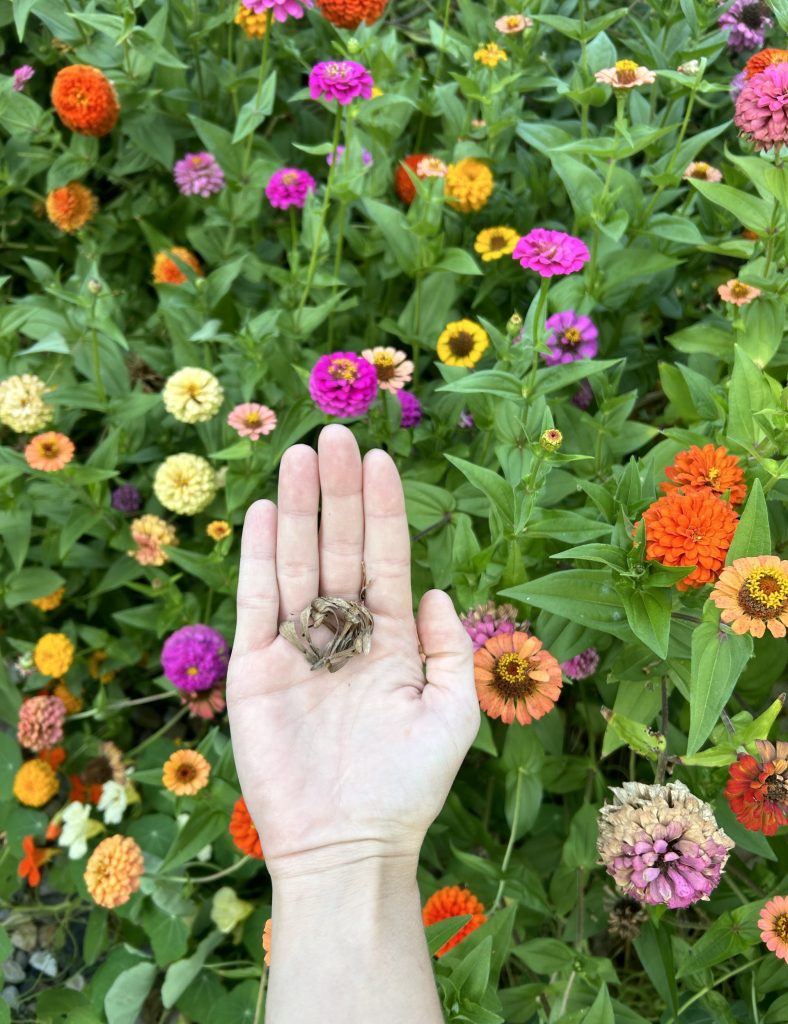saving zinnia seeds