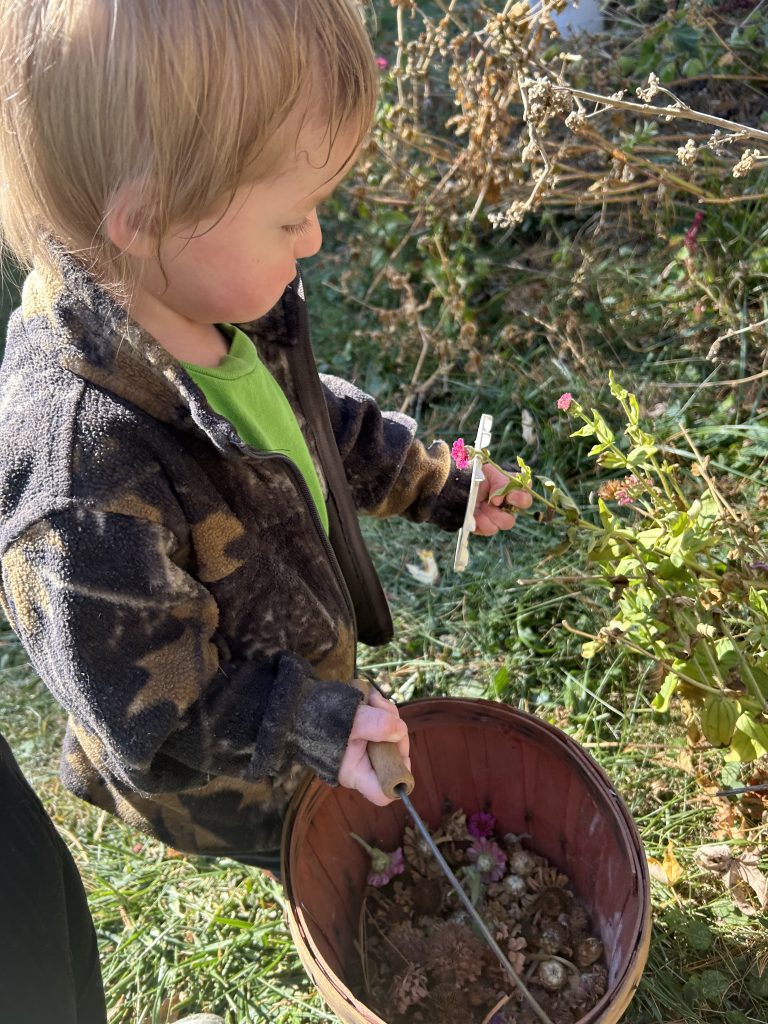saving zinnia seeds