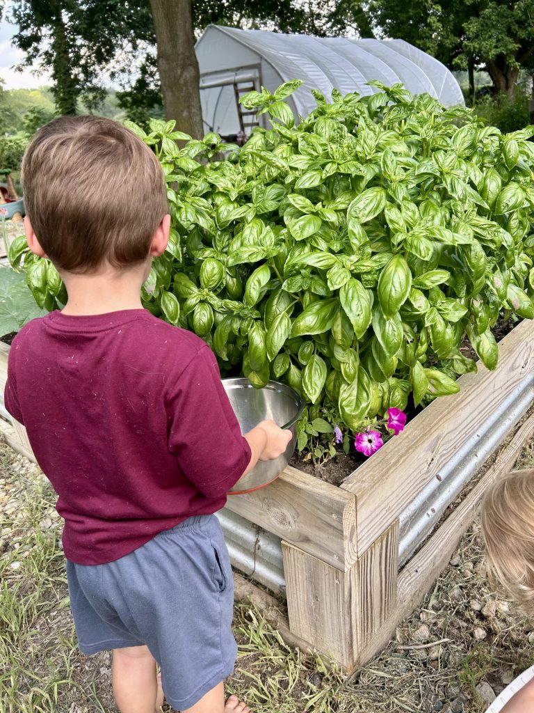 picking basil