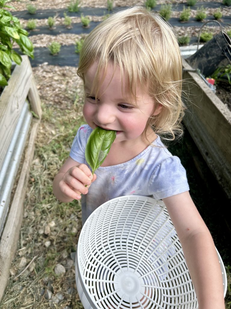 picking basil leaves