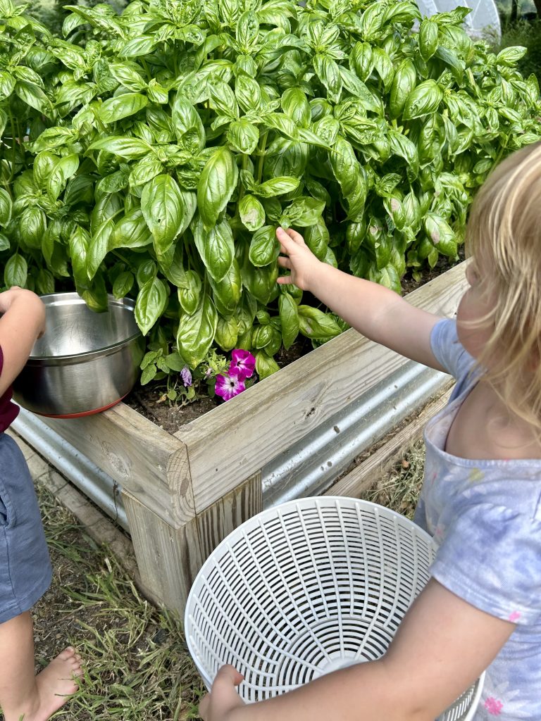picking the basil