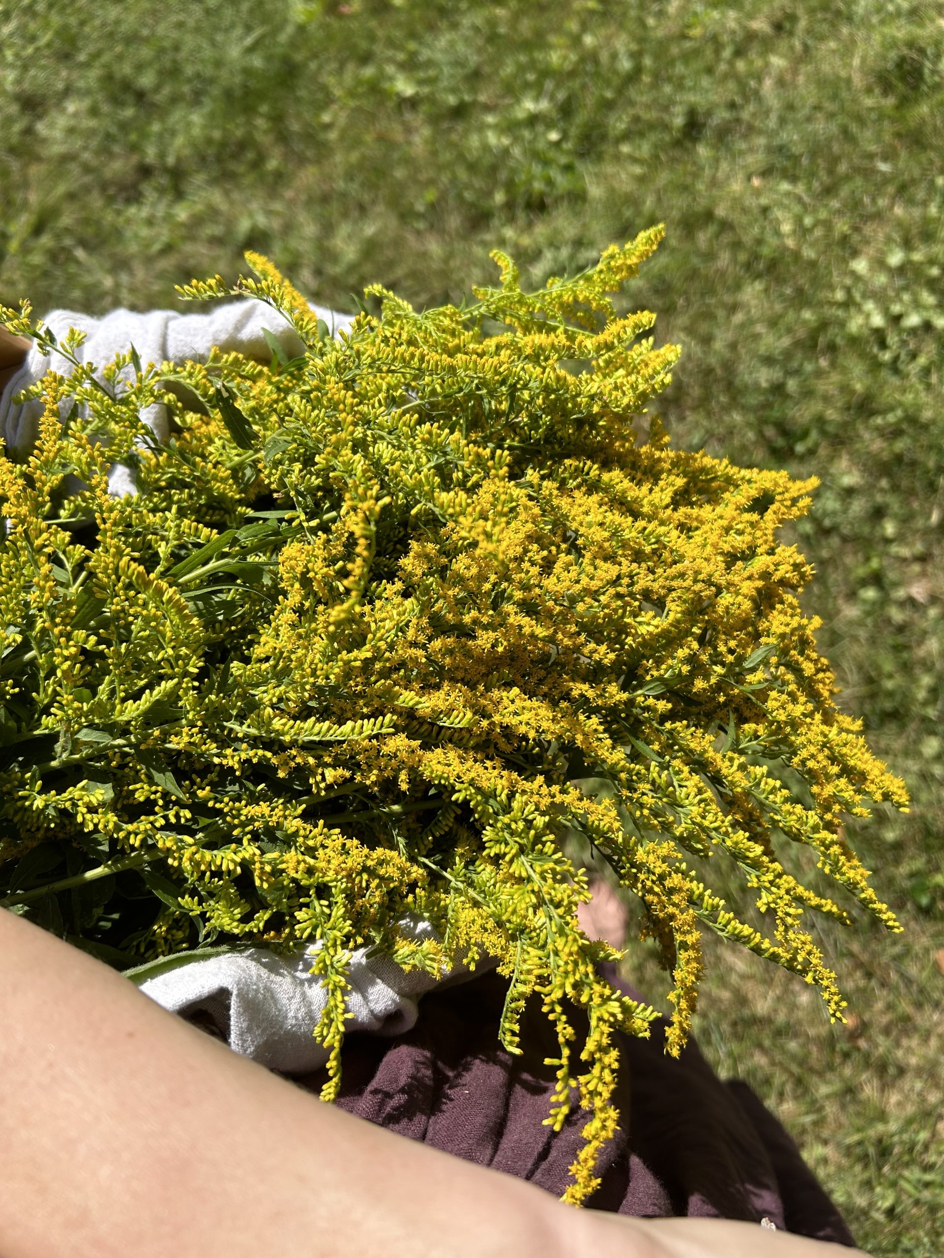 golden rod