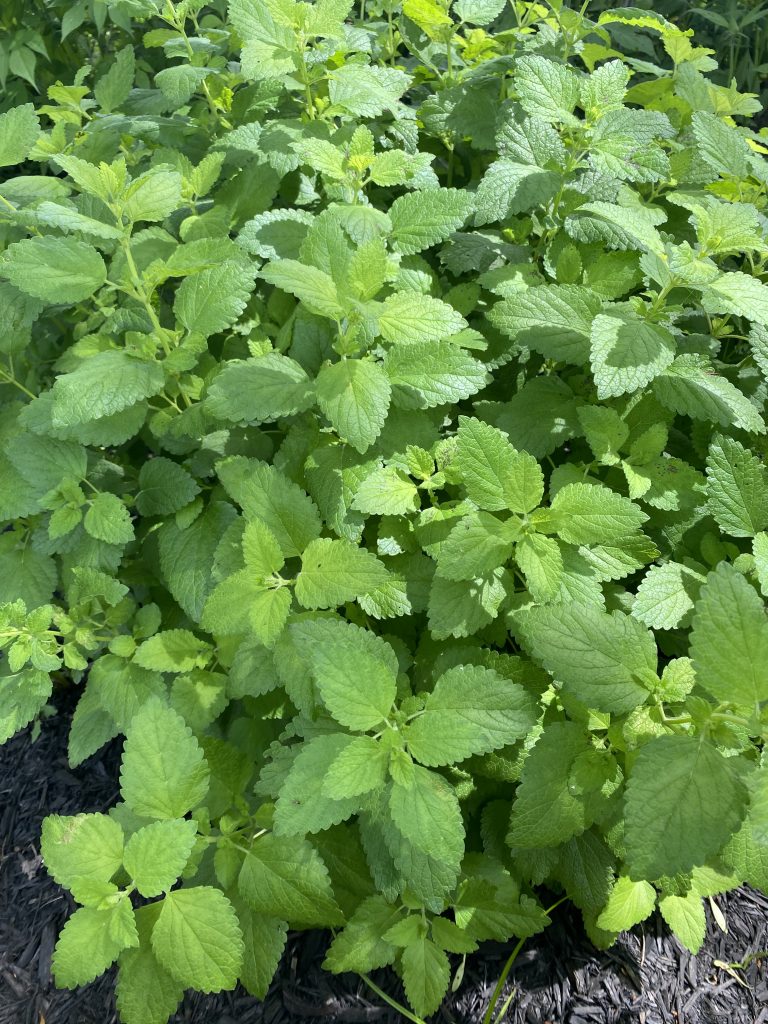 lemon balm