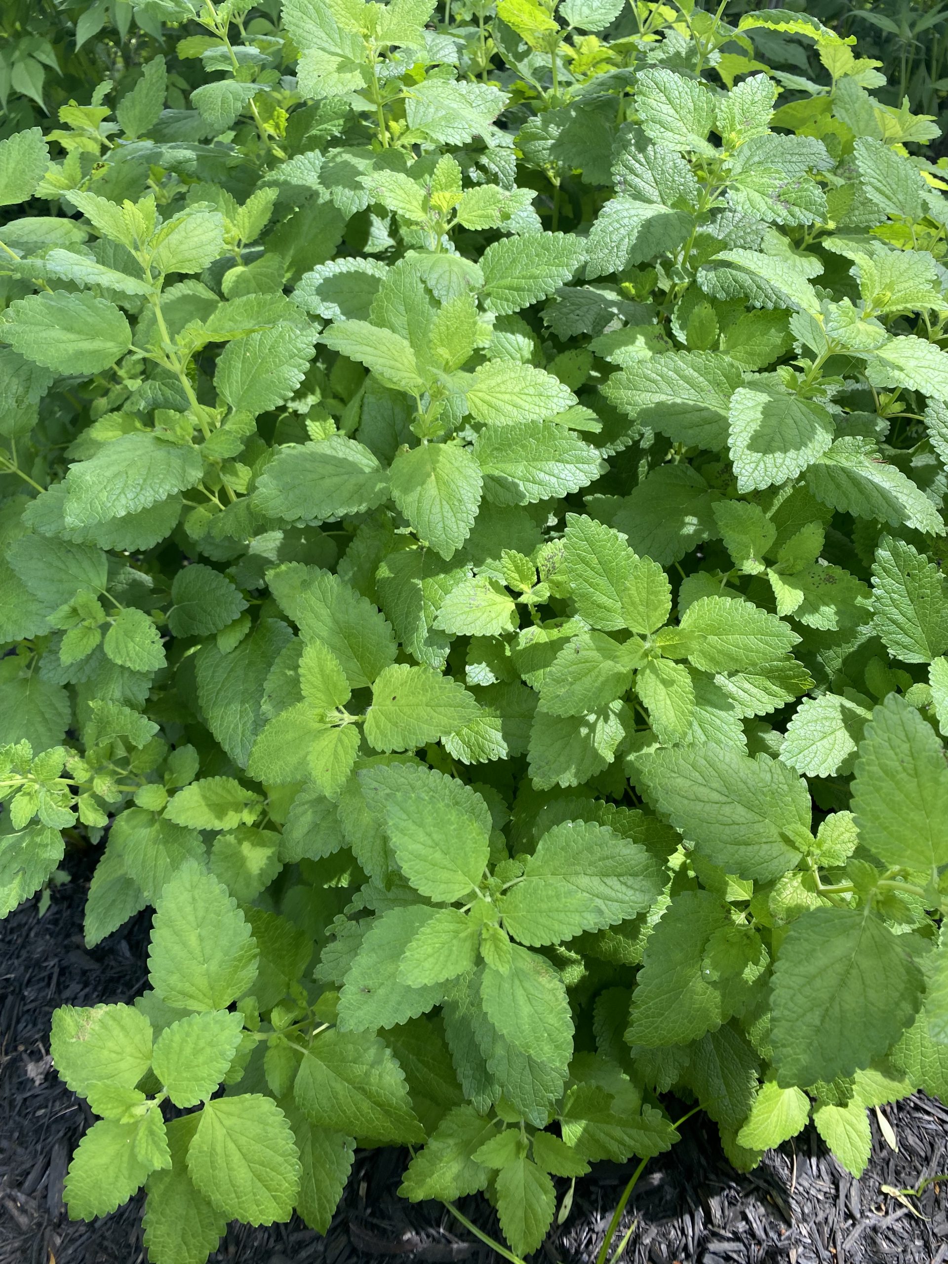 lemon balm