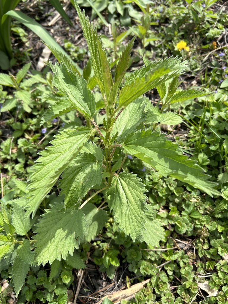stinging nettles