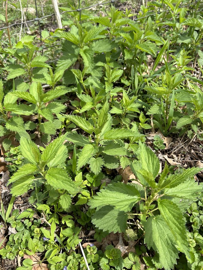stinging nettle