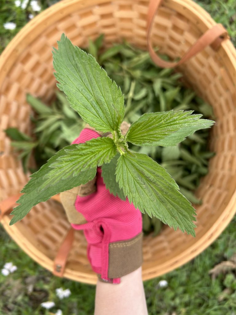 single stinging nettle